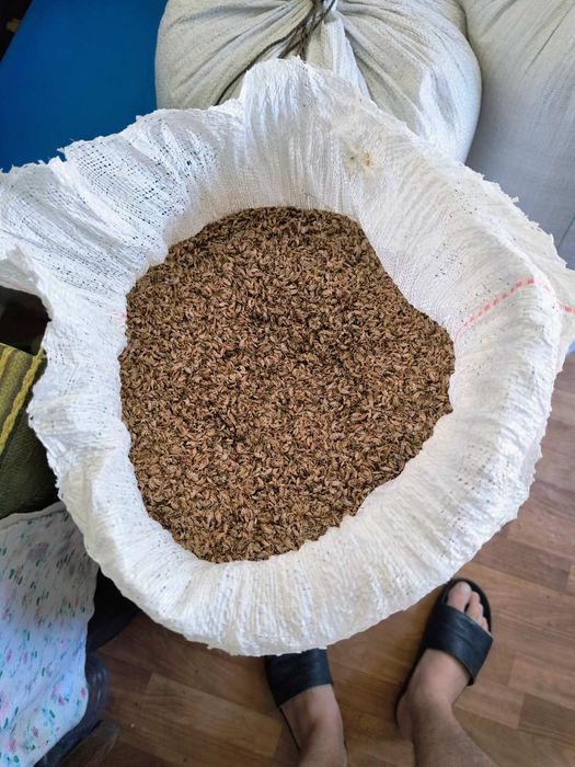 Продам Гаммарус сушений