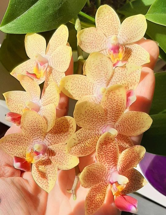 Фаленопсис Орхидея