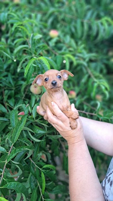 Pinscher macho preto afogueado