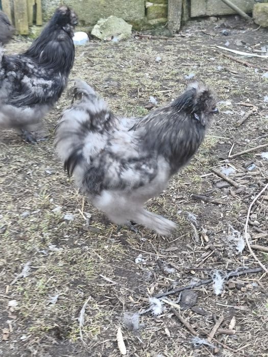 Sprzedam koguty silki