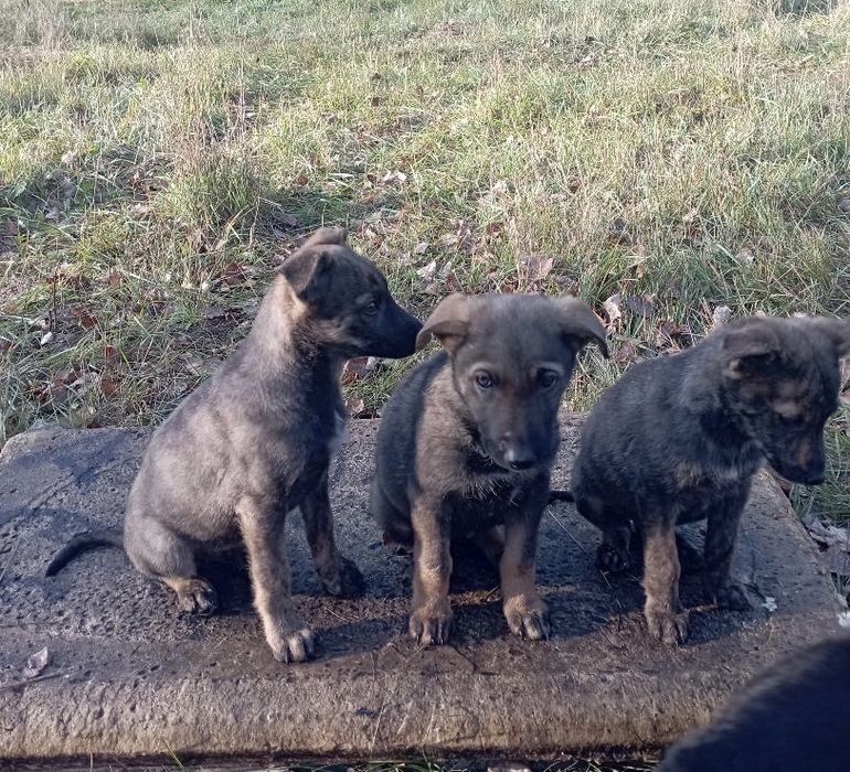 Терміново ПОТРІБНІ родини! Благаємо!