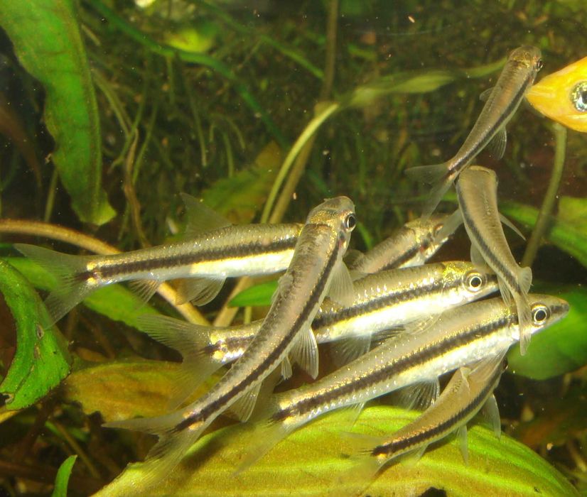 Grubowarg syjamski ryba kosiarka