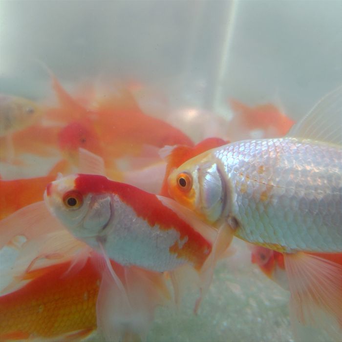 Золотые рыбки Комета, вуалевидный хвост. Рыбки в  пруд . Не тепличные