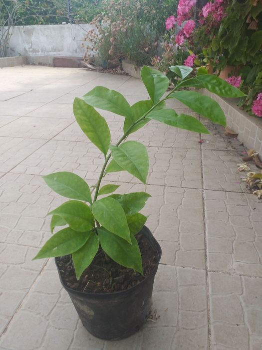 Ora pro nobis (super alimento)