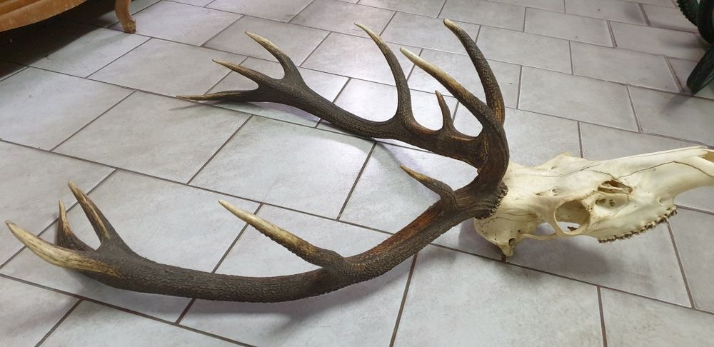 Wielkie trofeum jelenia poroże z czaszką, dwunastak