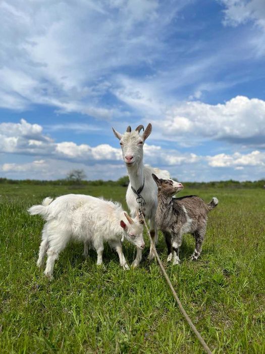 Продається дійна коза