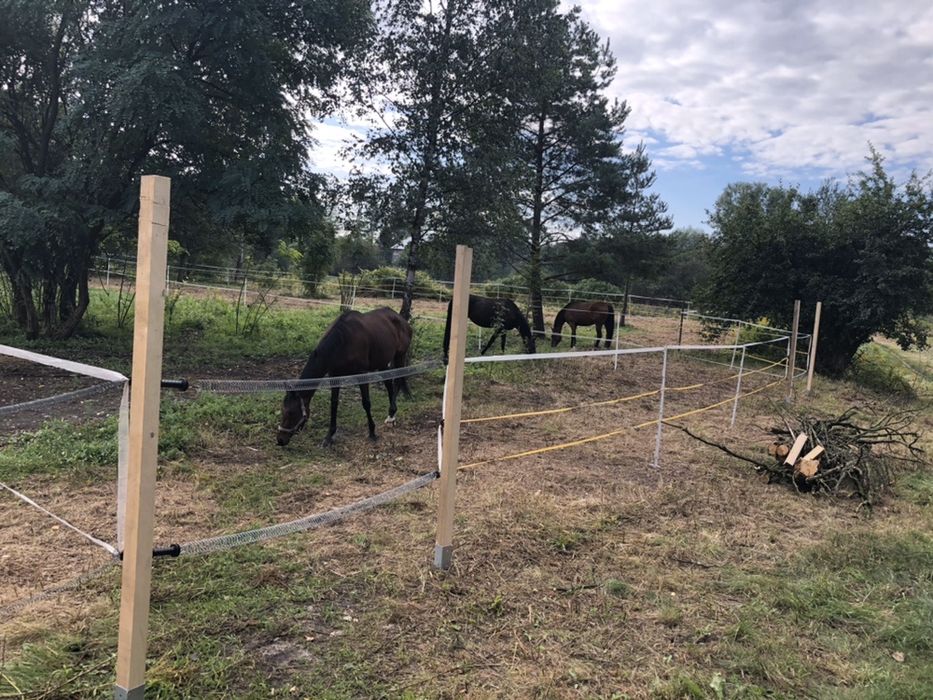 Obornik koński za darmo