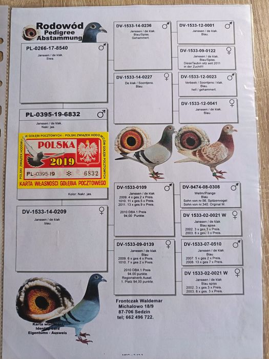 Golebie pocztowe w linii