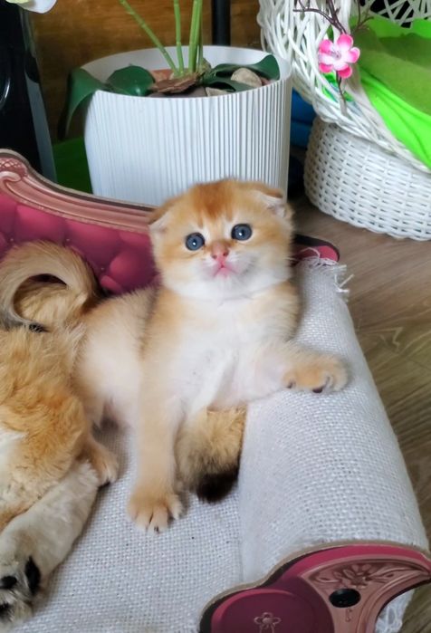 Ласковые и ручные детки. Котята золотая шиншилла.