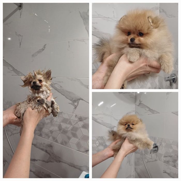 Mini sunia pomeranian 3,5 mc komplet szczepień