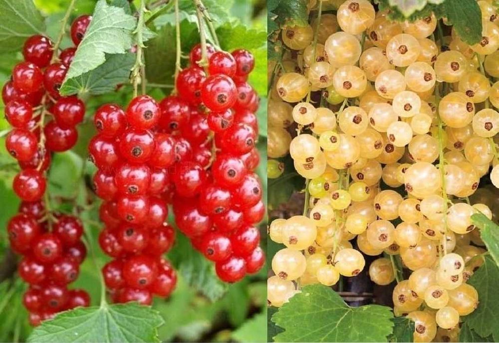 Sadzonki różnych roślin