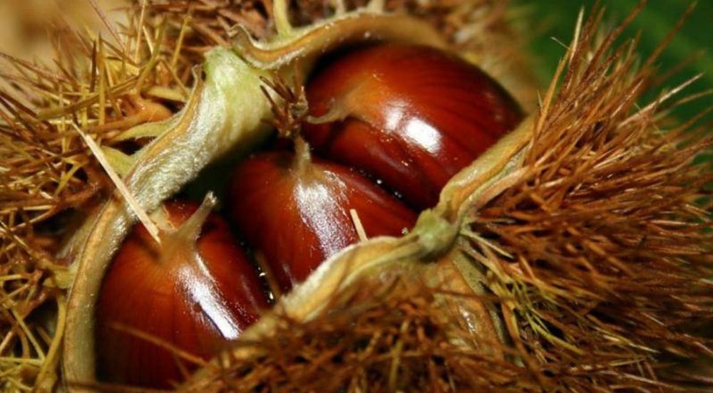 Castanhas  Grandes Judias  Biológica da Serra da Padrela - Produtor Próprio