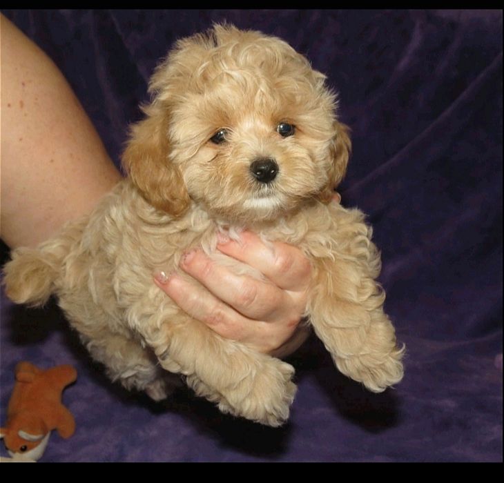 Мальтипу ф-1 професійне розведення