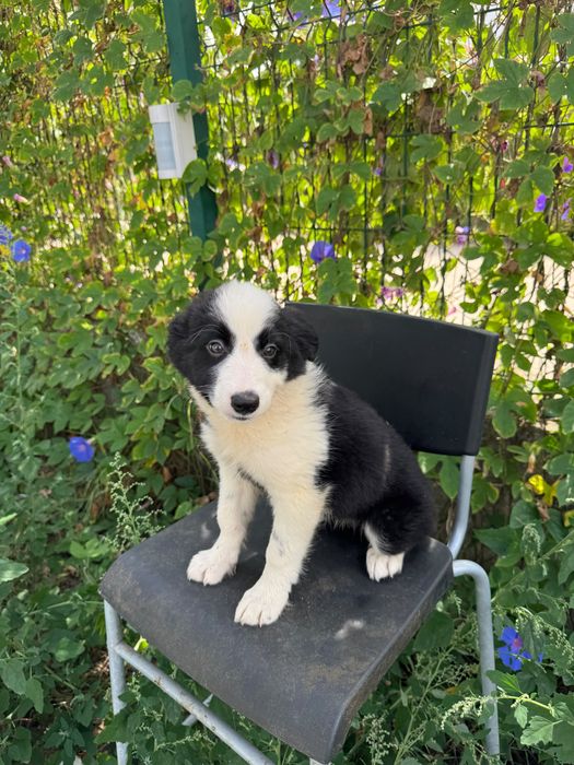 Menino Border Collie Preto Lindo