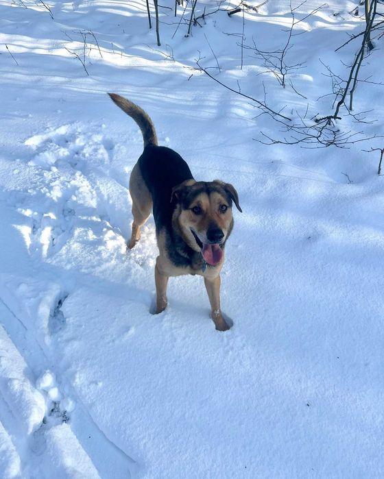 Bruno cudowny pies szuka domu