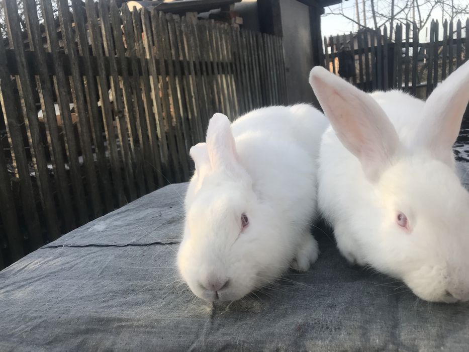 Кролики Європейська шиншила + панон.