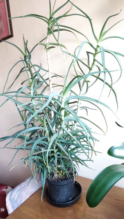 Aloes drzewiasty Aloe arborescens Mill