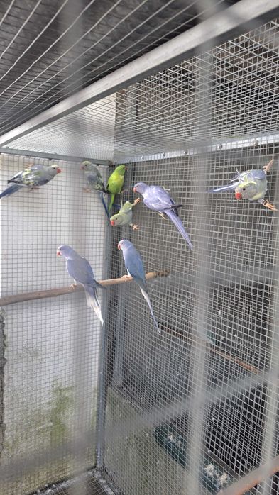 Ring necks machos e femeas varias mutações