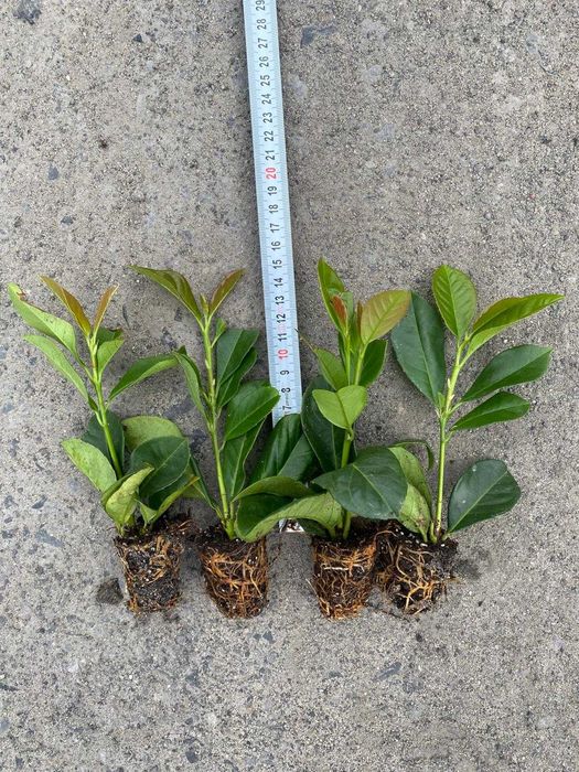 Laurowiśnia Novita do 100cm Trans Gratis Oborniki