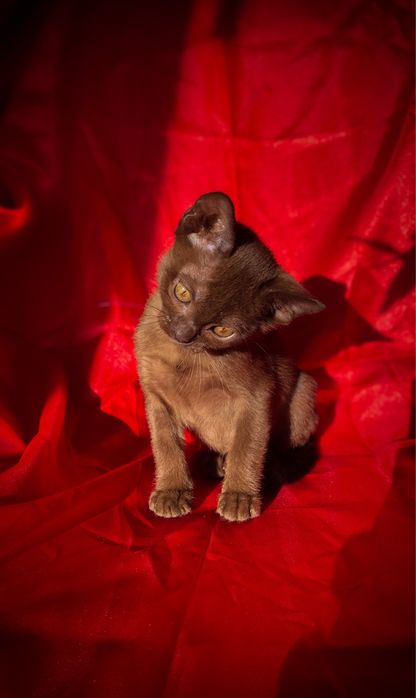 Европейская бурма - бурманский котенок