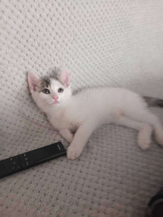 Kocięta oddam w dobre ręce