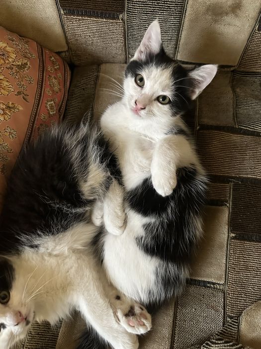 Кошеня дівчинка