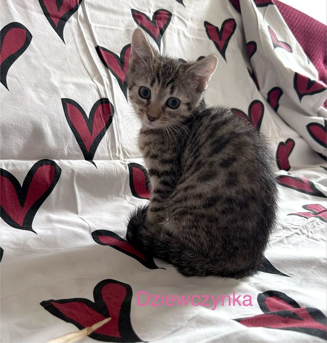 Cudowne maluchy do adopcji :)