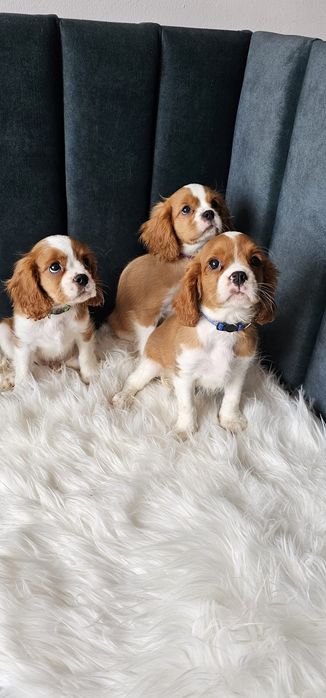 Cavalier King Charles spaniel
