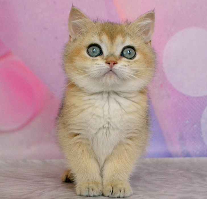 Золота шиншила красуня