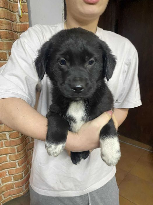 Kochane szczeniaczki