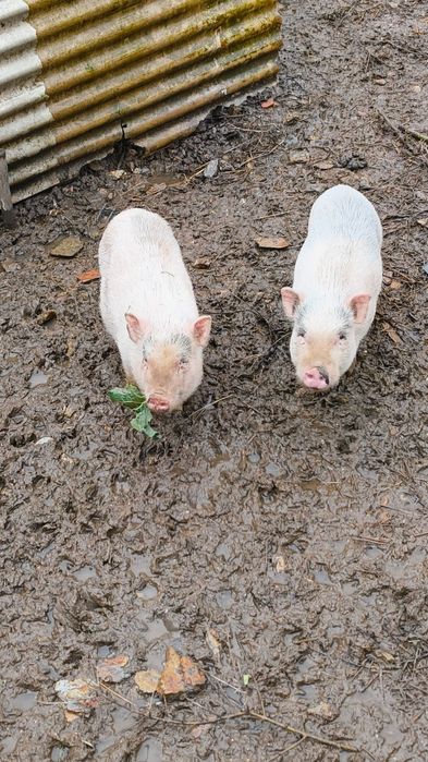 Casal porcos vietnamita branco