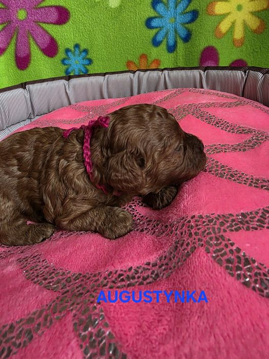 Zarezerwowana  AUGUSTYNKA