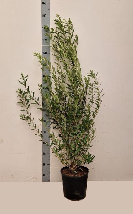 Лимон.Кумкват Маргарита.Апельсин.Мирт.Оливка.