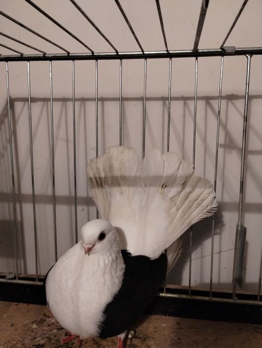 Sprzedam czyliki Rostowski