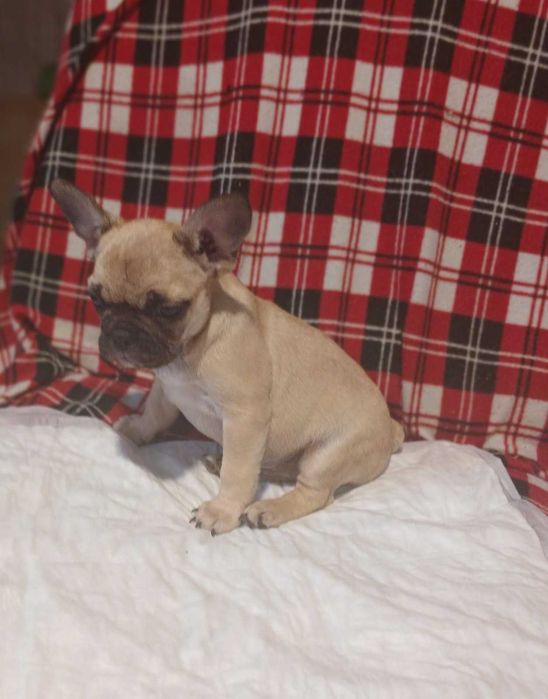 Французский бульдог