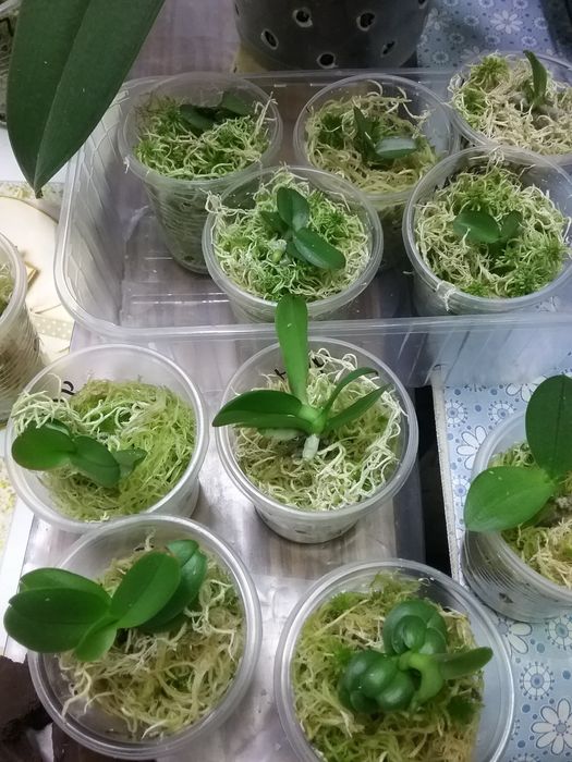 Орхидея Подростки из фласок