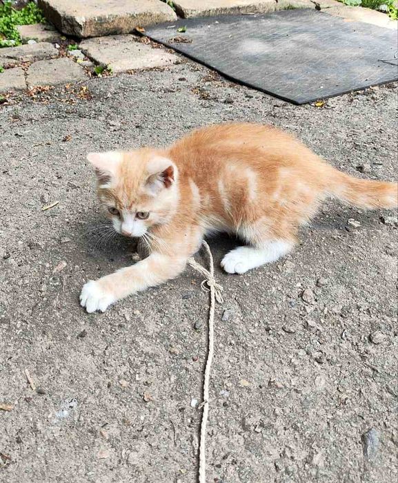 Отдам рыжего мраморного котёнка