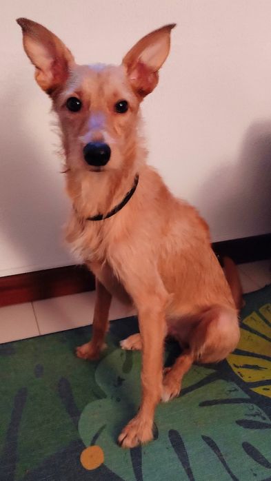 Alf, um Podengo Português para adopção responsável.