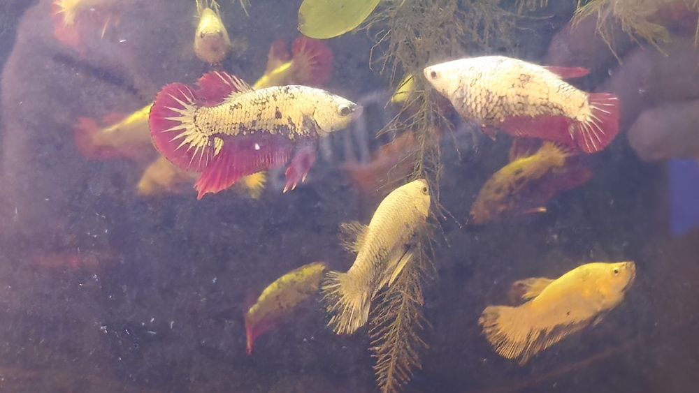Vendo Bettas dragon