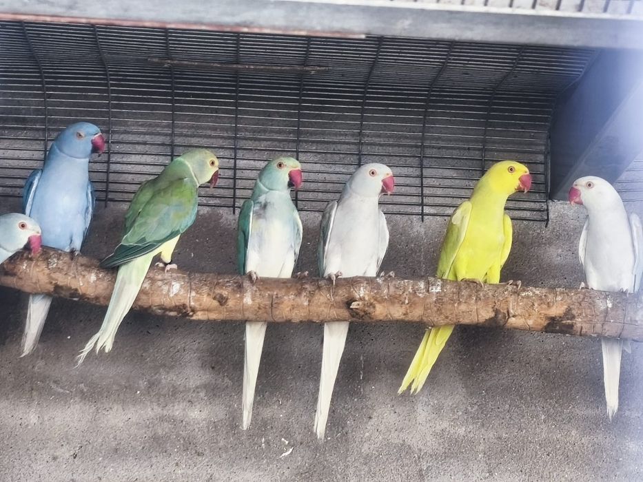 Ring Necks prontos a criar