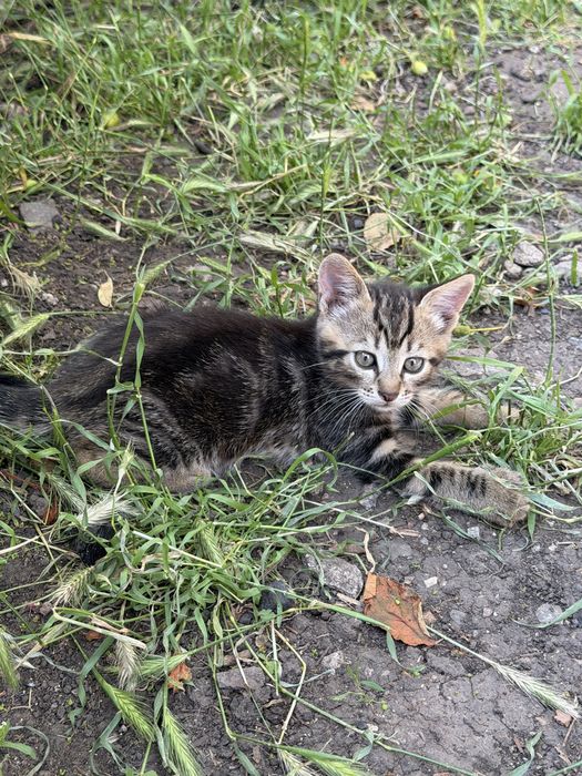Кошенята, кіт, кішка, залишилось 2 дівчинки