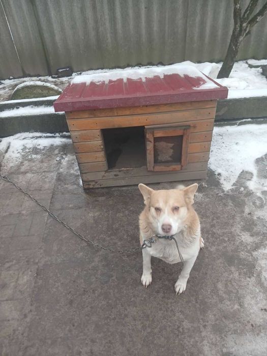 Будка для собаки под заказ | Сосна | Изготовление