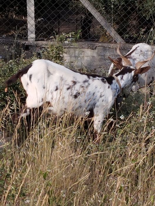 Vendo cabras algarvias