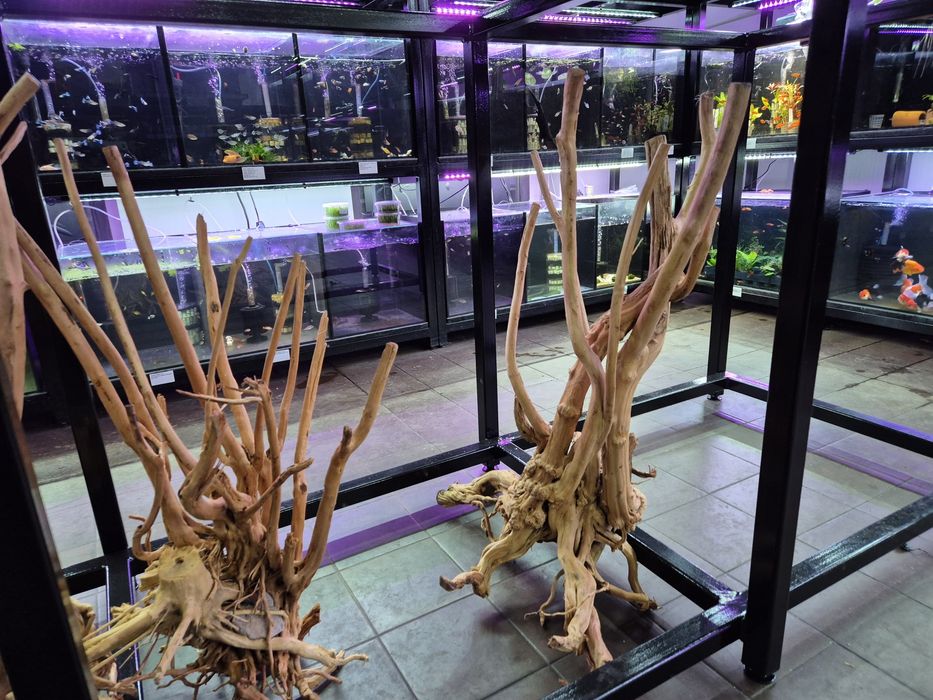 Korzenie spider, pień bagienny, szybko tonące duże i małe red driftwoo