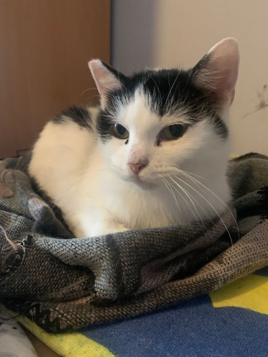 Spokojna kotka pilnie szuka domu!