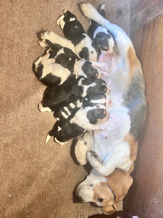 Щенки породи бігль. Біглята