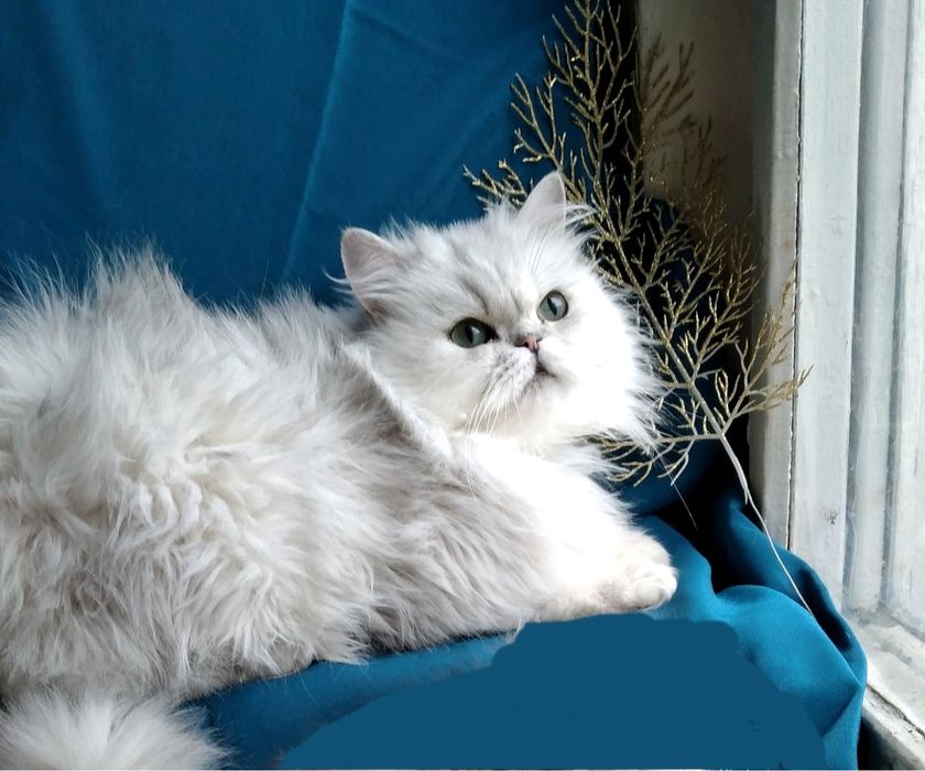 Серебристая шиншилла длинношерстная кошечка