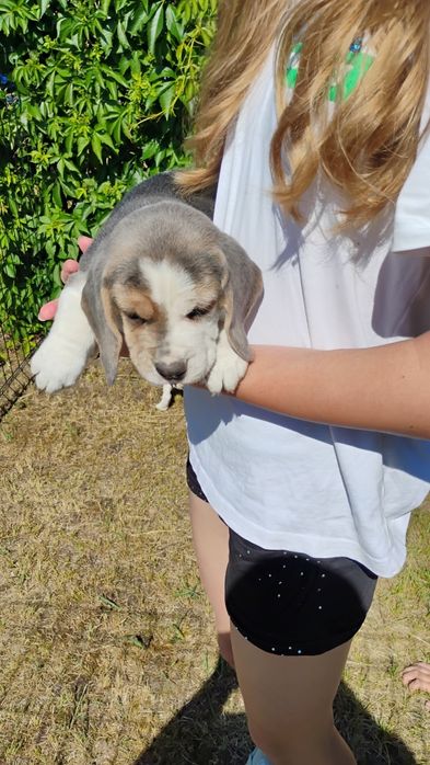 Beagle szczeniak