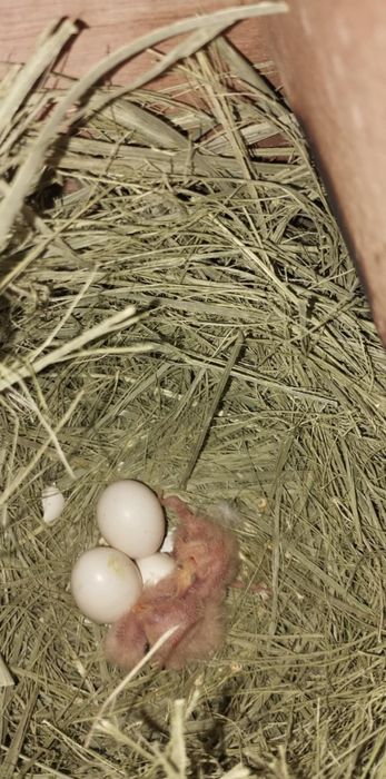 Roseicollis para criar á mão