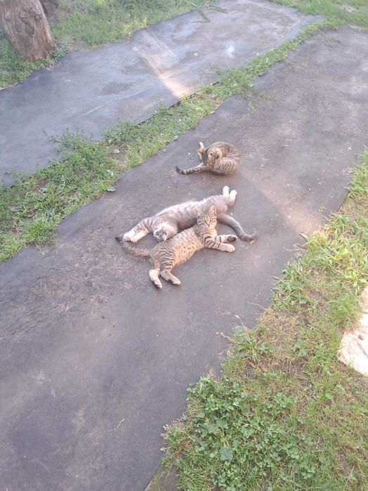 Шукаю сім'ю для кошенят